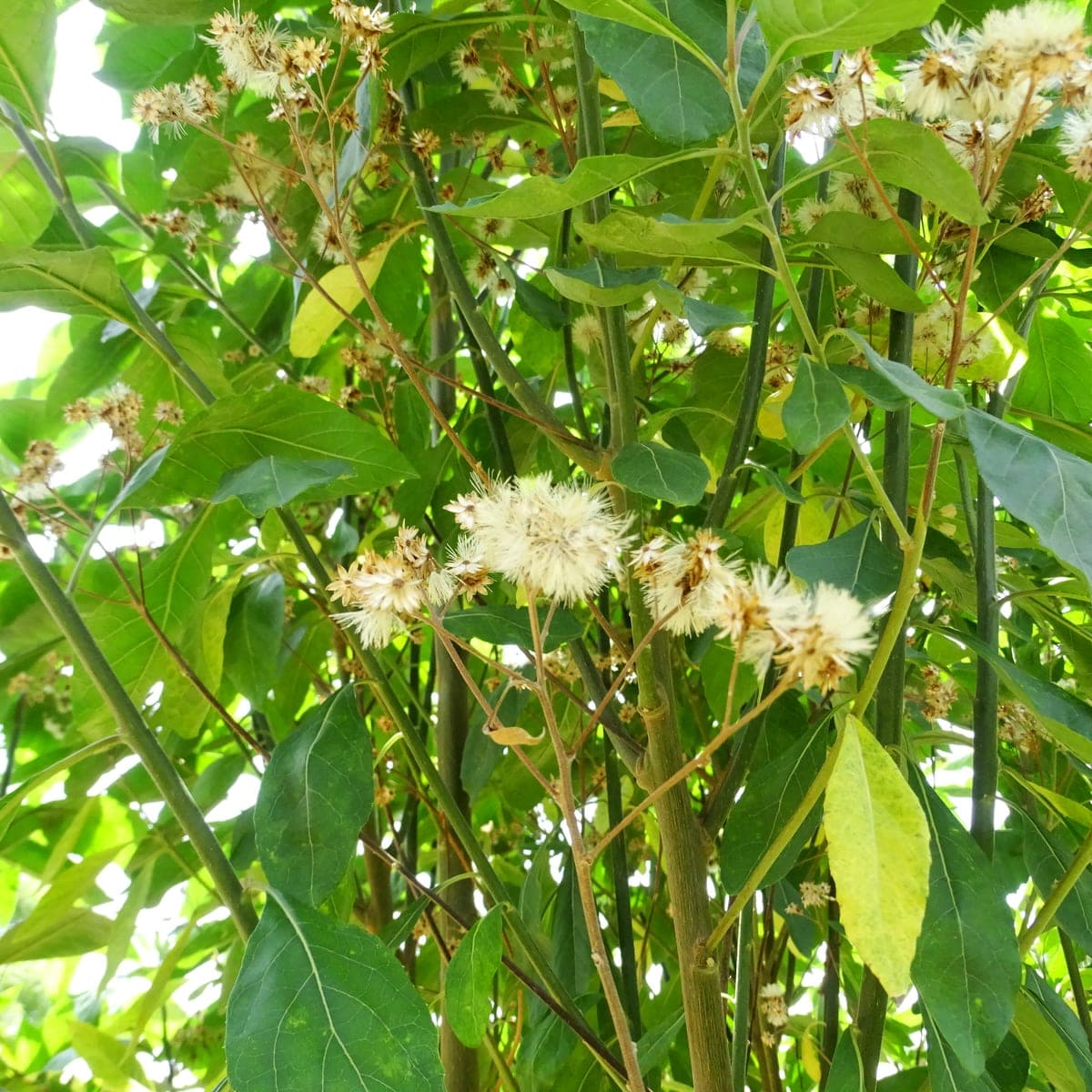 Bitter leaf shrub in flower, its broad green leaves catching the light